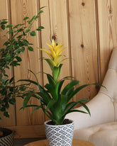 Cosminia plant with yellow flowers